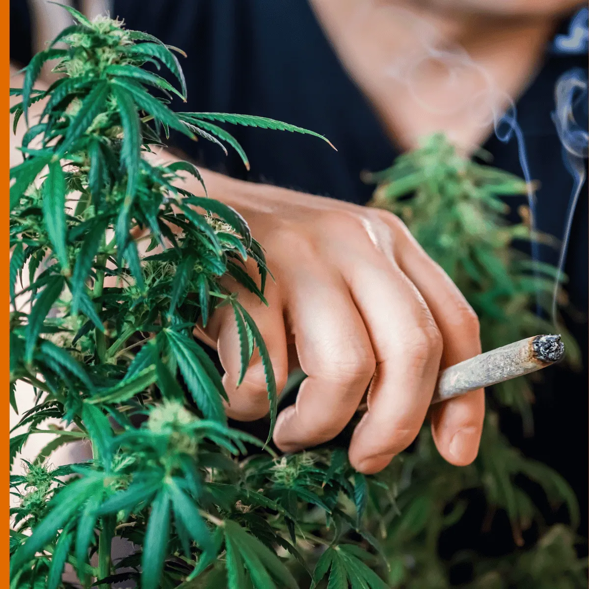 Cannabis-Legalisierung und der Versicherungsschutz.